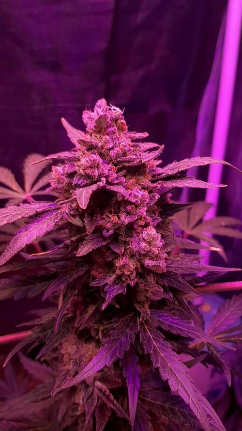 Purple Dream Auto