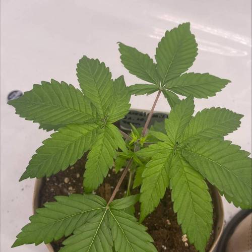 2x North Thunderf**k 2x Cereal Milk FLO. Week 3 - Die erste getoppte