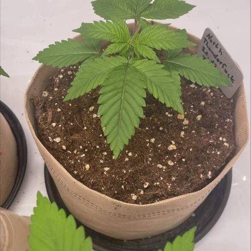 2x North Thunderf**k 2x Cereal Milk FLO. Week 3 - Der Nachzügler