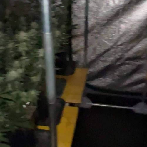 NoopGrow1