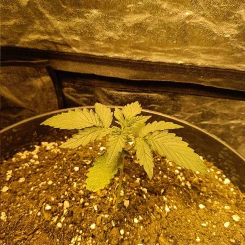 LSD Auto First Autoflower Grow. Week 2