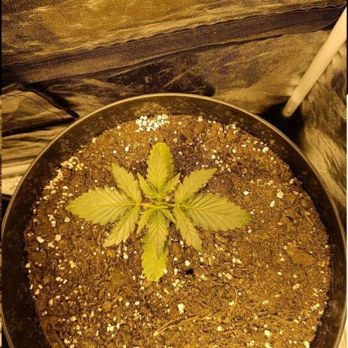 LSD Auto First Autoflower Grow. Week 2