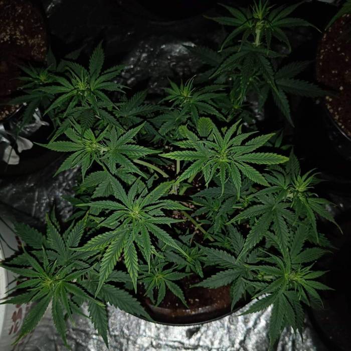 LSD Auto First Autoflower Grow. Week 4