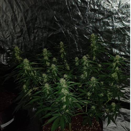 LSD Auto First Autoflower Grow. Week 7