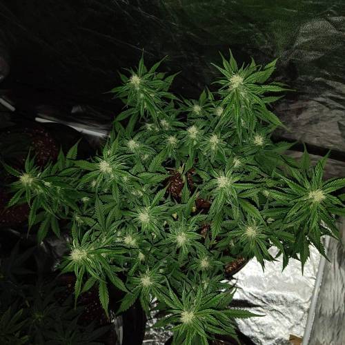 LSD Auto First Autoflower Grow. Week 7