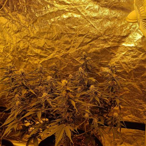 LSD Auto First Autoflower Grow. Week 7