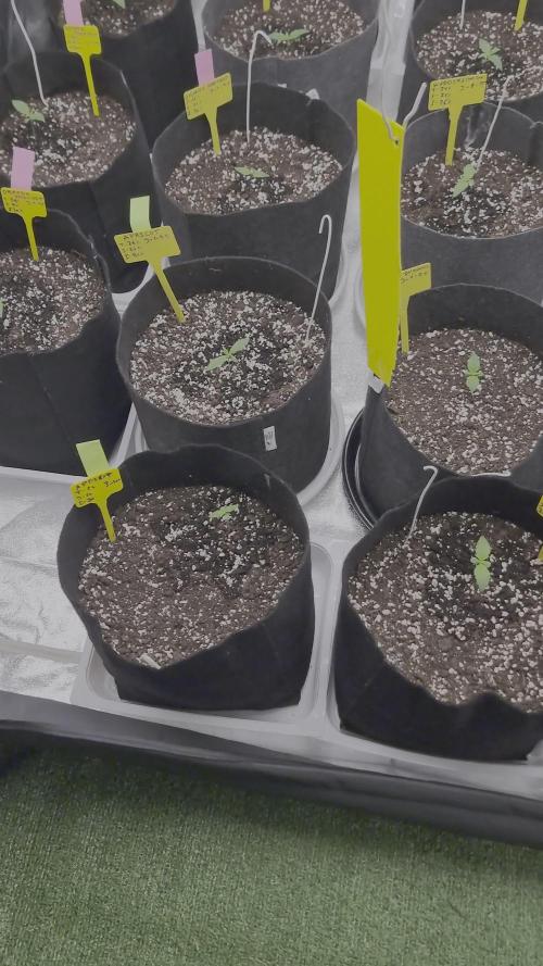 9º Cultivo - 21 Fast Buds (my7tops)