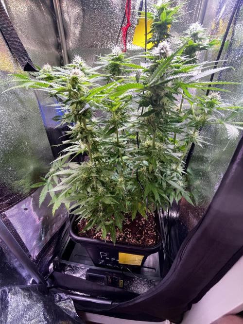 Low Stress, High Hopes. Week 10