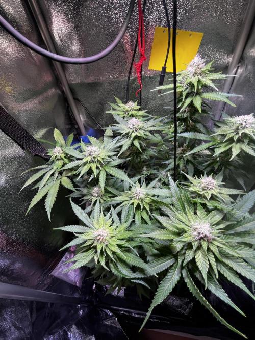 Low Stress, High Hopes. Week 10 - 23.10