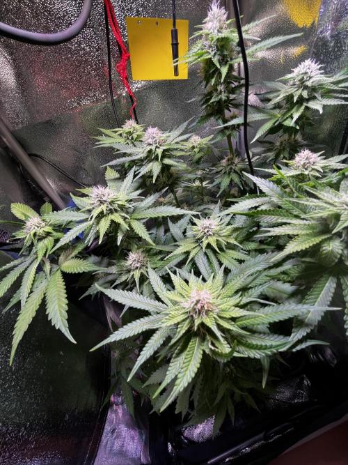 Low Stress, High Hopes. Week 10 - 23.10