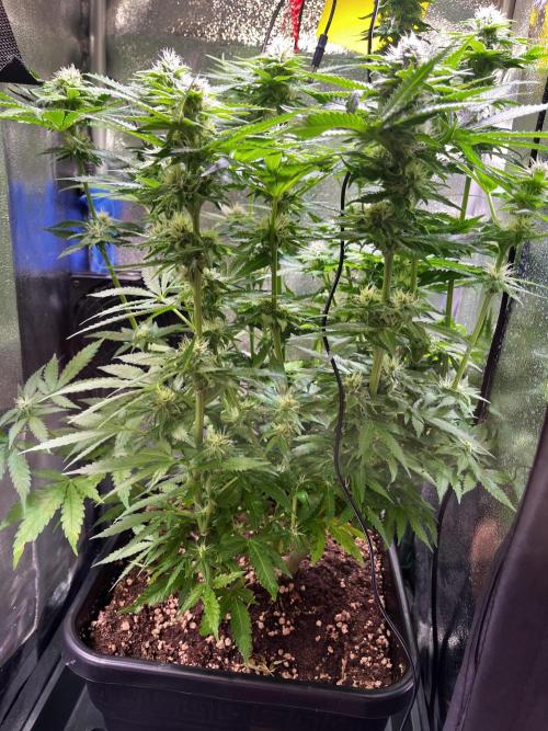 Low Stress, High Hopes. Week 10 - 23.10