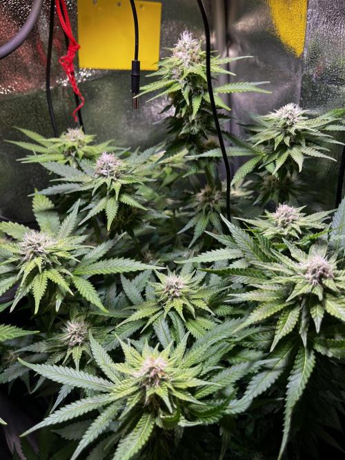 Low Stress, High Hopes. Week 10 - 24.10