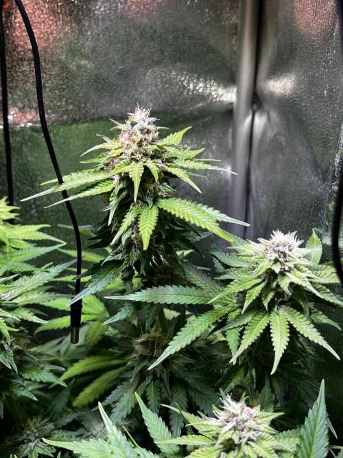 Low Stress, High Hopes. Week 11 - 29.10