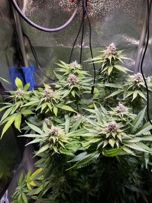 Low Stress, High Hopes. Week 11 - 31.10