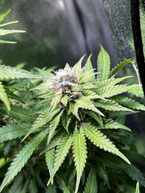 Low Stress, High Hopes. Week 11 - 31.10