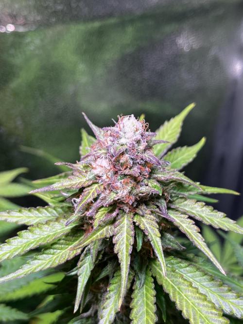 Low Stress, High Hopes. Week 12 - 05.11