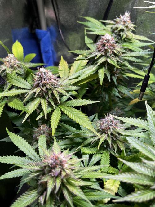 Low Stress, High Hopes. Week 12 - 05.11