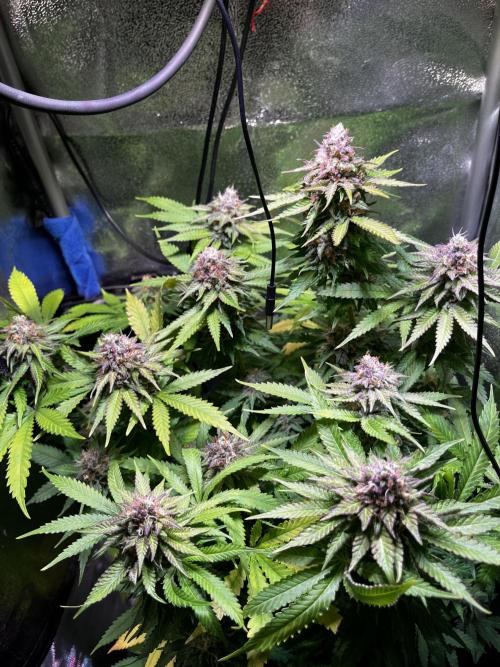 Low Stress, High Hopes. Week 12 - 08.11