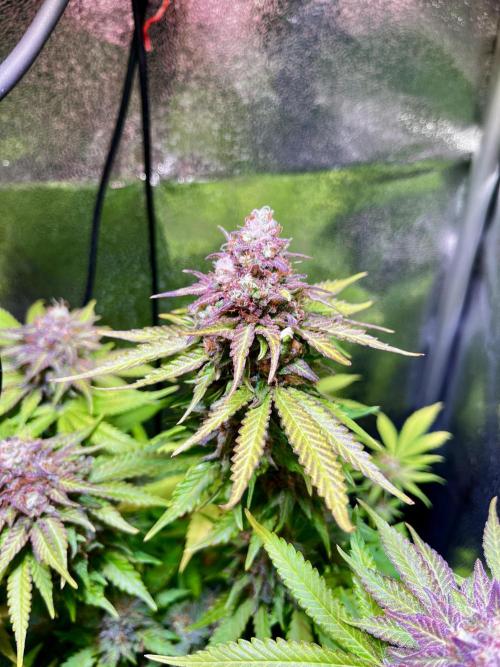 Low Stress, High Hopes. Week 13 - 14.11