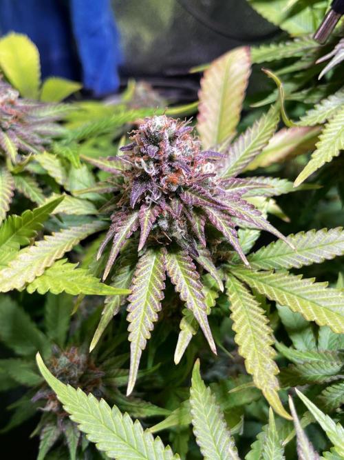 Low Stress, High Hopes. Week 13 - 14.11