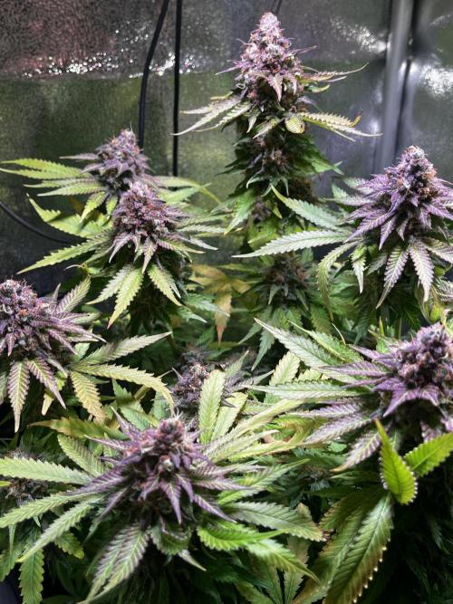 Low Stress, High Hopes. Week 14 - 17.11