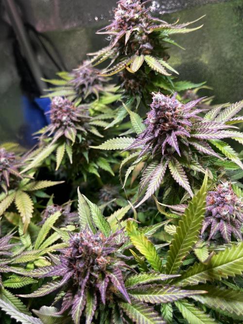 Low Stress, High Hopes. Week 14 - 17.11