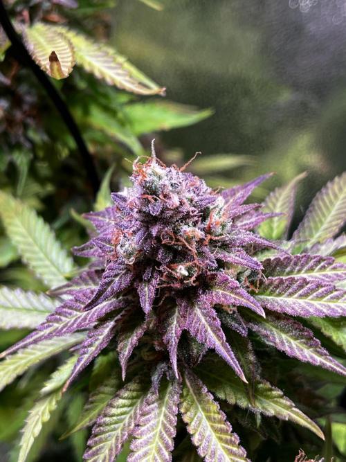 Low Stress, High Hopes. Week 14 - 20.11