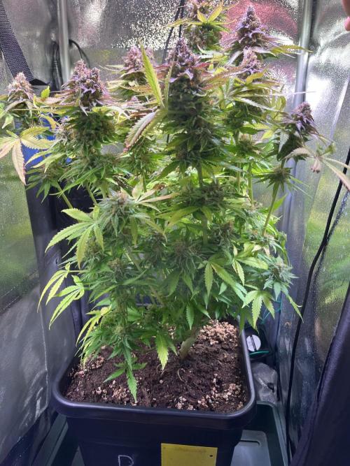 Low Stress, High Hopes. Week 14 - 23.11