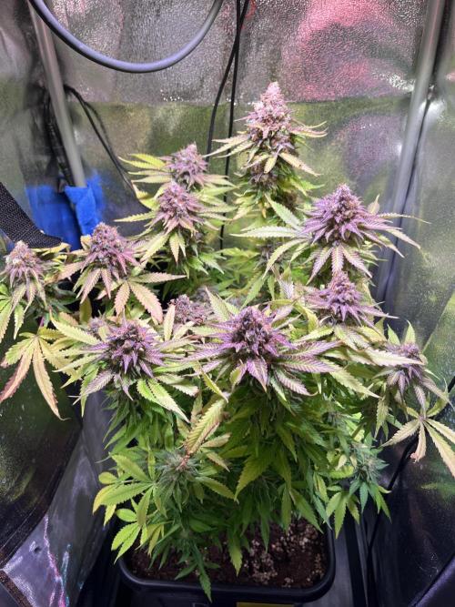 Low Stress, High Hopes. Week 14 - 23.11