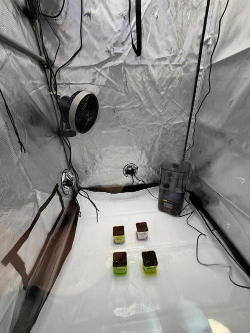 First Grow with new Setup. Week 0