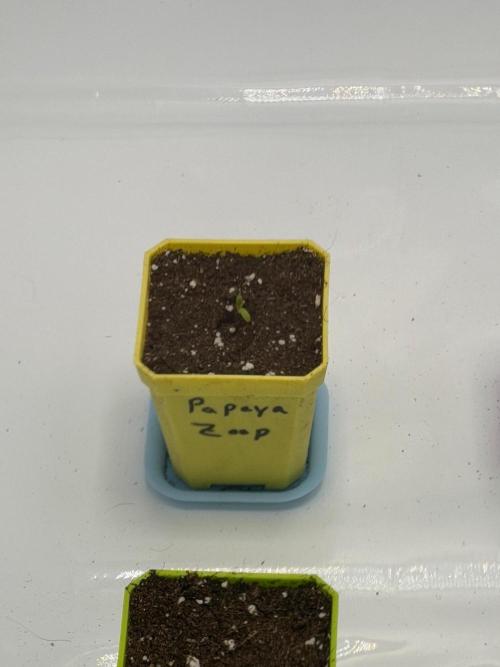 First Grow with new Setup. Week 0 - 10.09.2026