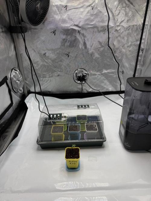 First Grow with new Setup. Week 0 - 13.09.2026