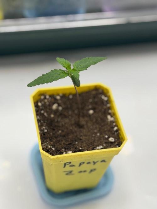 First Grow with new Setup. Week 1 - 16.09.2026