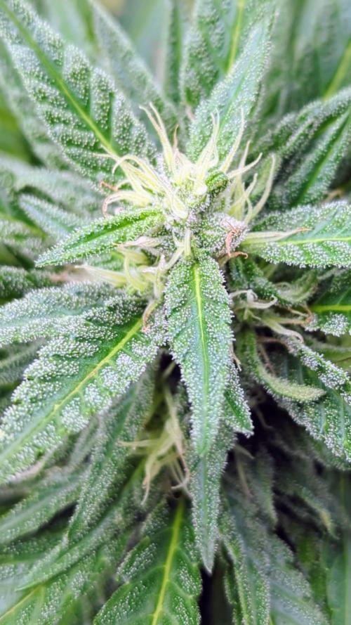 Taste the Jungle | Gorilla zkittlez auto