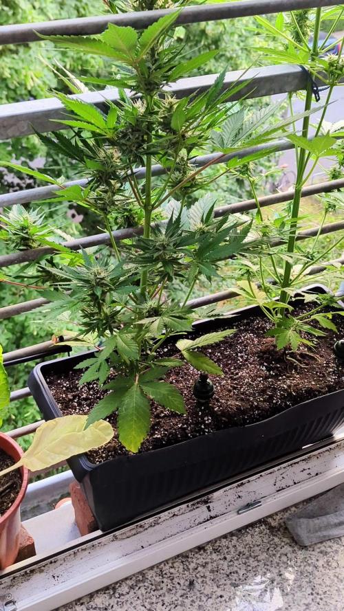 Taste the Jungle | Gorilla zkittlez auto