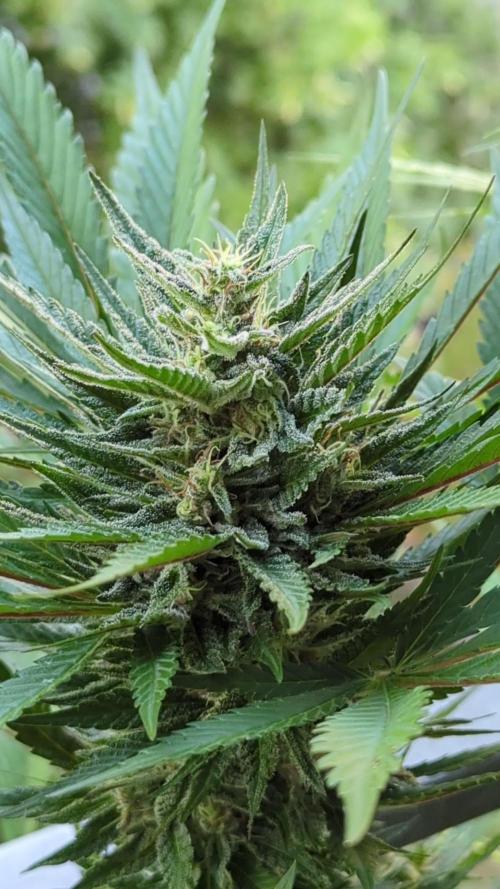Taste the Jungle | Gorilla zkittlez auto