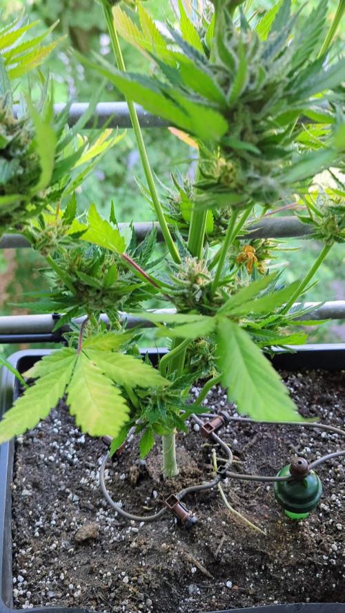 Taste the Jungle | Gorilla zkittlez auto