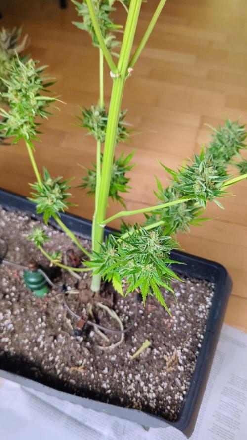 Taste the Jungle | Gorilla zkittlez auto