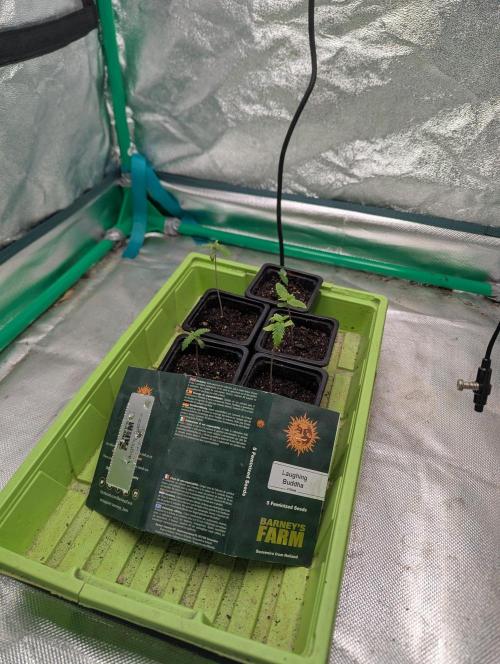 Laughing Buddha | 60x60 | Organic. Week 0