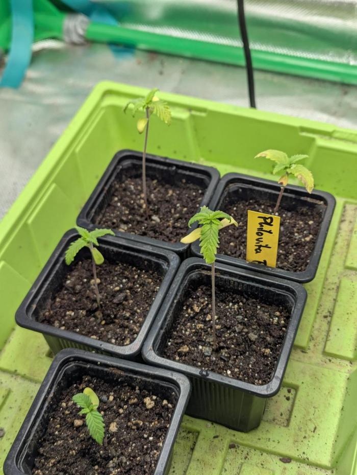 Laughing Buddha | 60x60 | Organic. Week 1