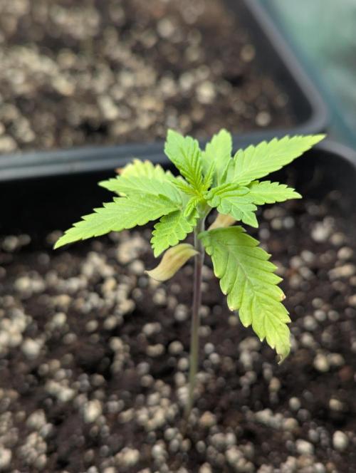 Laughing Buddha | 60x60 | Organic. Week 1