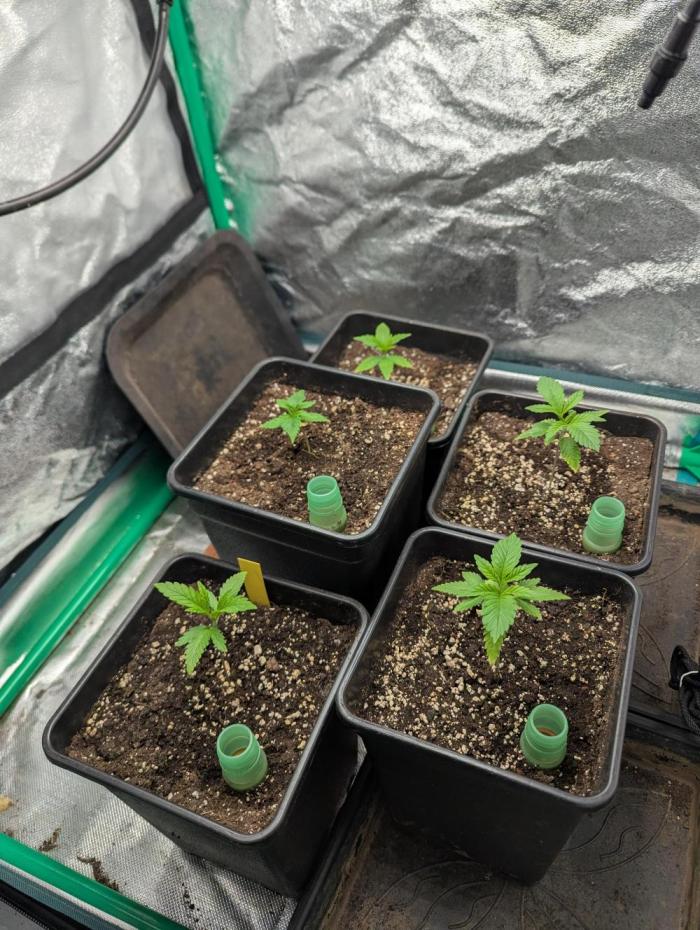 Laughing Buddha | 60x60 | Organic. Week 2