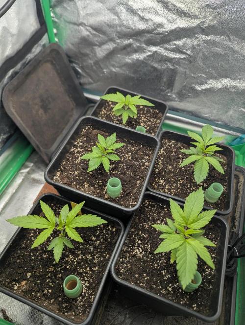 Laughing Buddha | 60x60 | Organic. Week 2