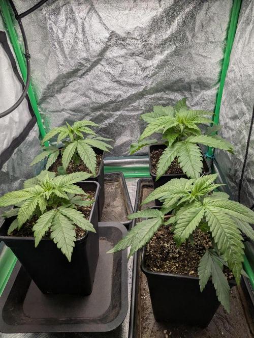 Laughing Buddha | 60x60 | Organic. Week 3