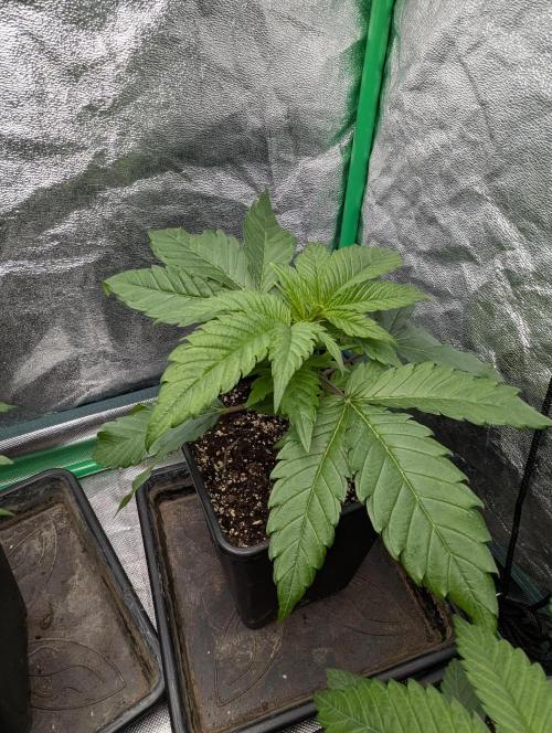 Laughing Buddha | 60x60 | Organic. Week 3