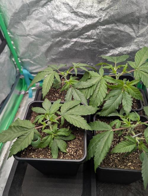 Laughing Buddha | 60x60 | Organic. Week 3