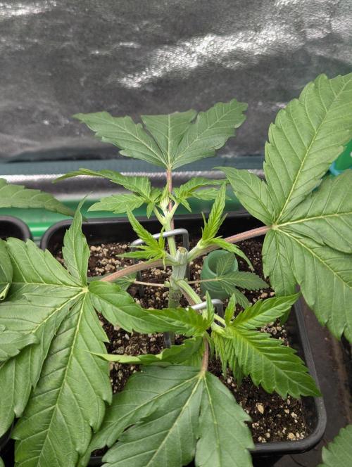 Laughing Buddha | 60x60 | Organic. Week 3