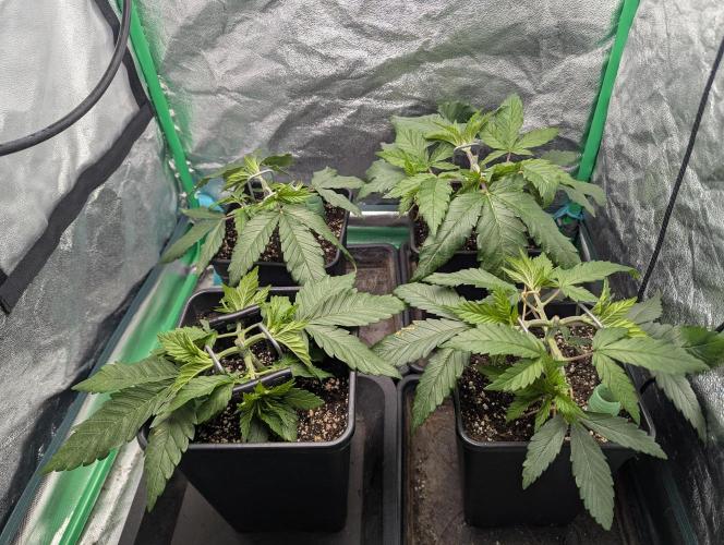 Laughing Buddha | 60x60 | Organic. Week 4