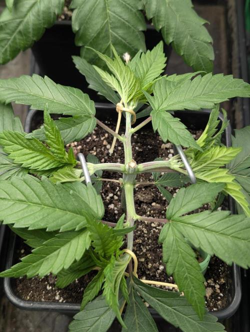 Laughing Buddha | 60x60 | Organic. Week 4