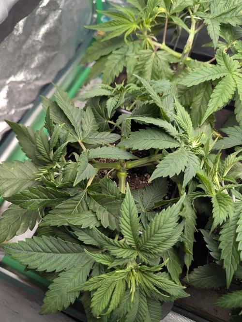 Laughing Buddha | 60x60 | Organic. Week 5